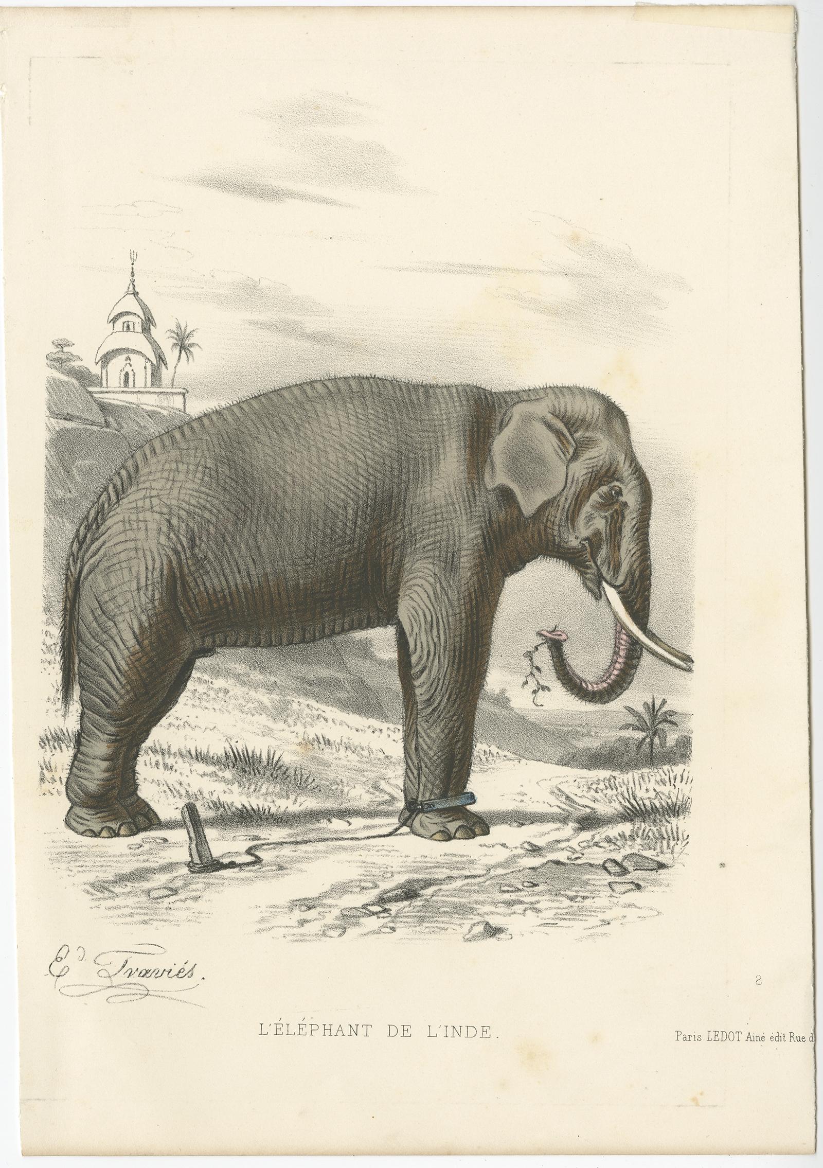 Old Antique Handkolorierter Druck eines indischen Elefanten, ca. 1860 im Zustand „Gut“ im Angebot in Langweer, NL