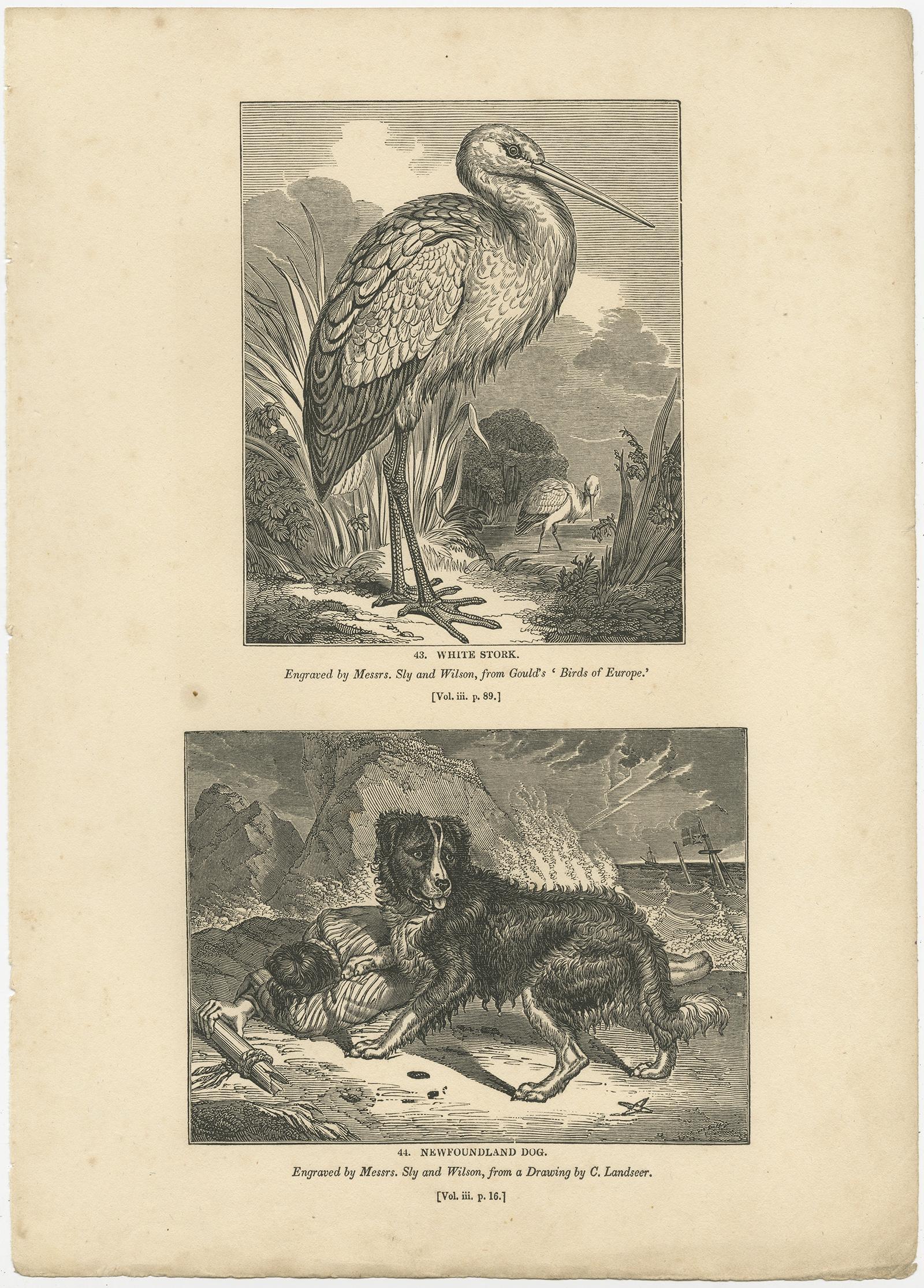 Antique print titled 'White Stork - Newfoundland Dog'. Old print of a white stork and newfoundlander dog. This print originates from 'One Hundred and Fifty Wood Cuts selected from the Penny Magazine'. 

Artists and Engravers: Published by Charles