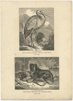 Old Antique Print of a White Stork and Newfoundlander Dog, 1835