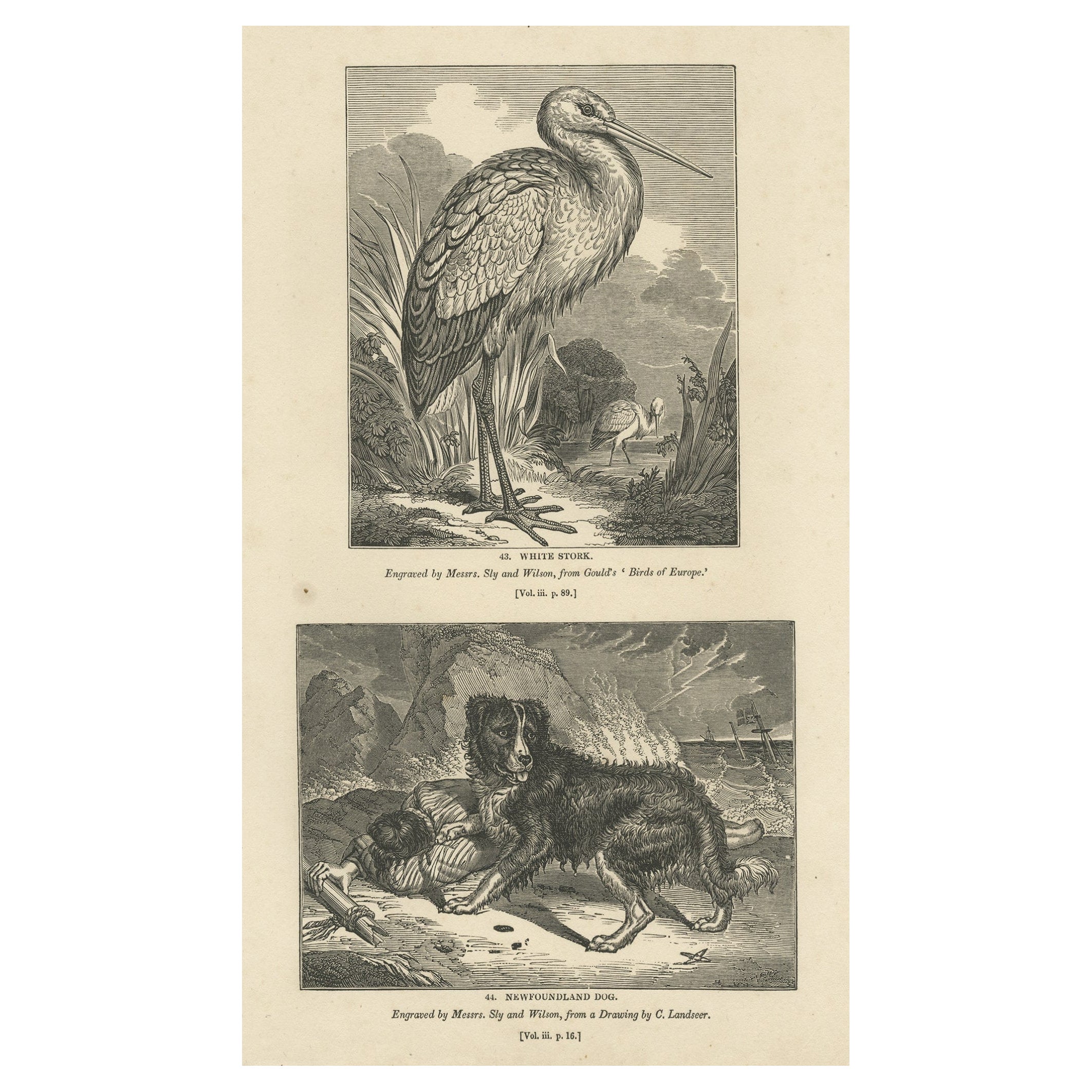 Old Antique Print eines weißen Storks und eines Hundes aus Neufundland, 1835 im Angebot