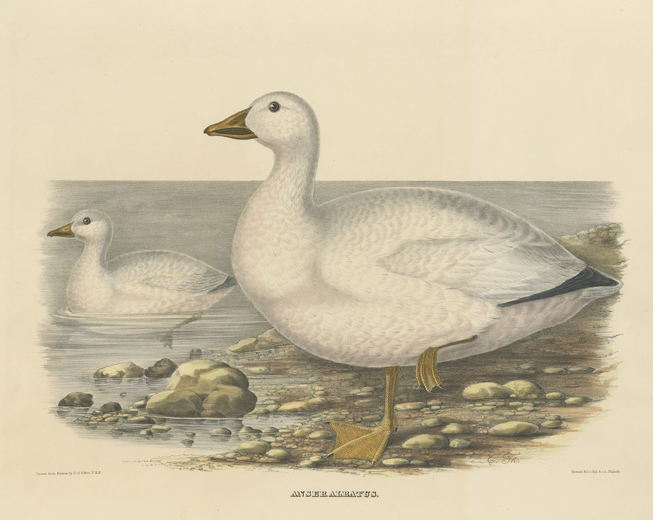 Grande et rare estampe d'oiseau ancien représentant l'oie de neige de Cassin, 1869
