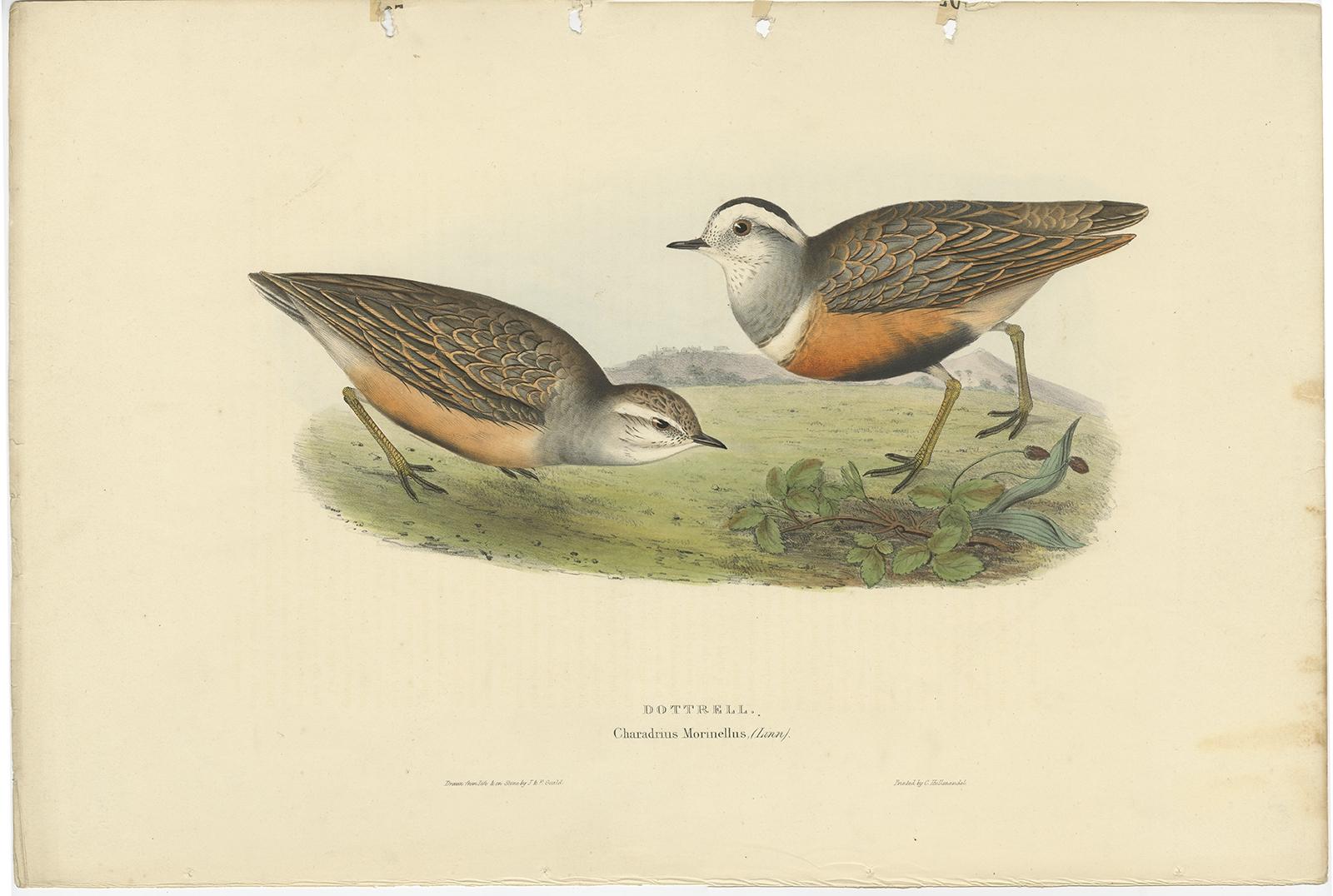 Antique bird print titled 'Dottrel'. 

Old bird print depicting the dotterel bird. This print originates from 'Birds of Europe' by J. Gould (1832-1837).

Artists and Engravers: John Gould (1804 - 1881) was an English ornithologist and bird