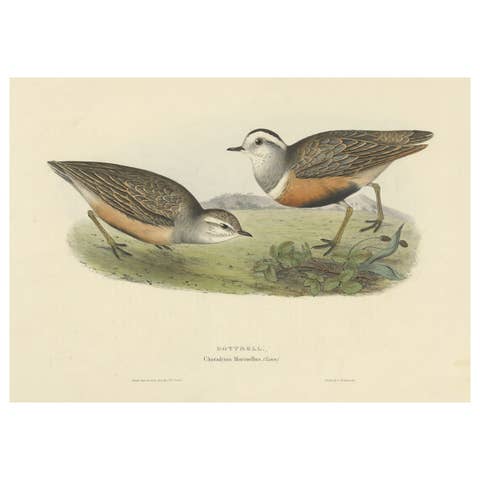 Old Bird Print Depicting the Dotterel Bird by Gould, 1832