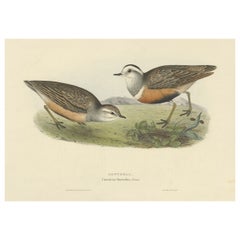 Estampa antigua de pájaros que representa al pájaro Dotterel, por Gould, 1832