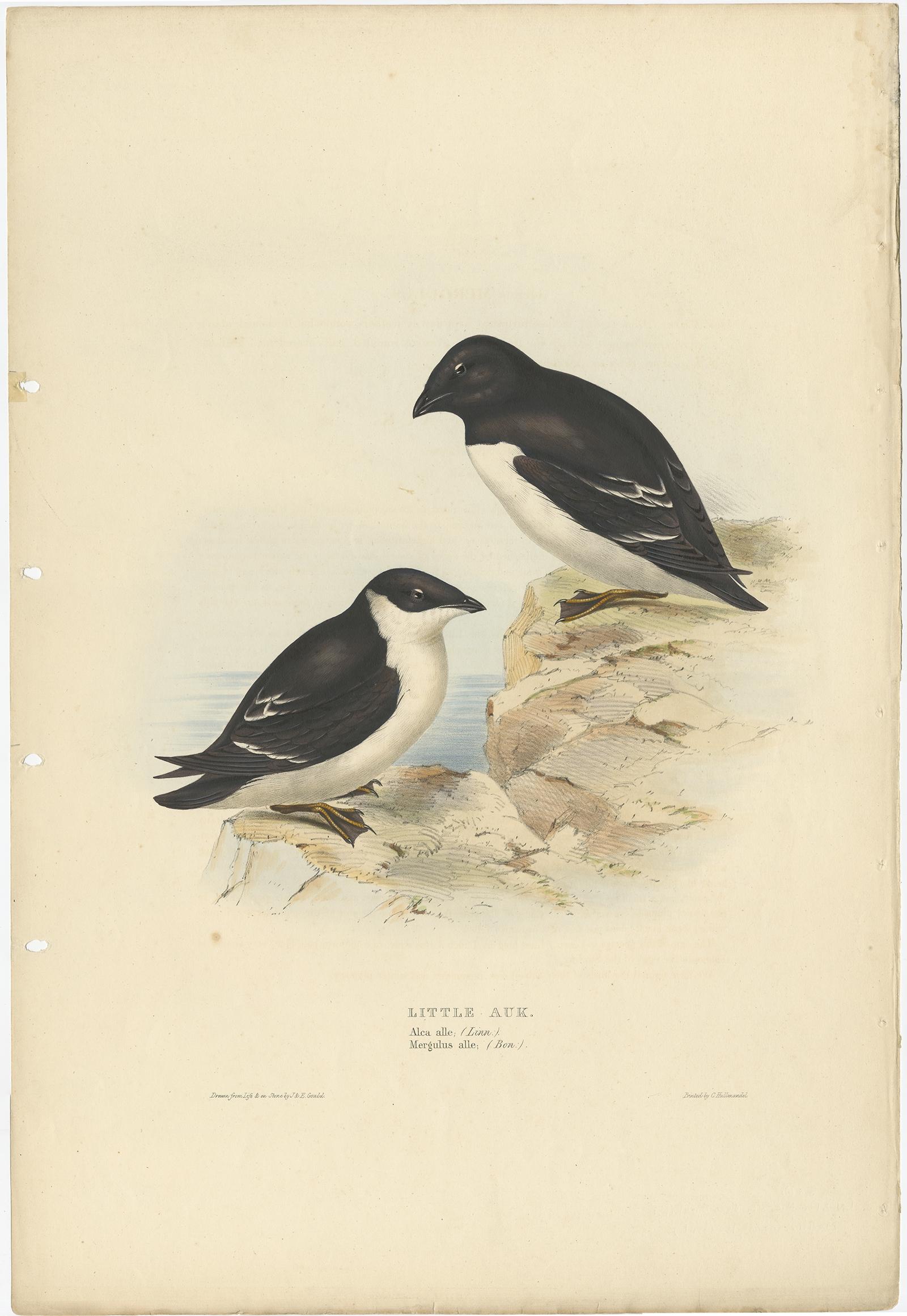 Antique bird print titled 'Little Auk'. 

Old bird print depicting the Little Auk. This print originates from 'Birds of Europe' by J. Gould (1832-1837).

Artists and Engravers: John Gould (1804 - 1881) was an English ornithologist and bird