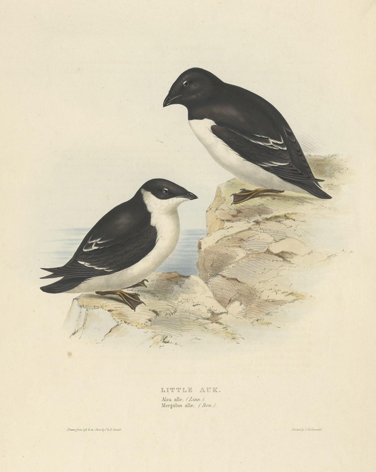 Ancienne estampe d'oiseau représentant le petit Auk par Gould, 1832 Bon état - En vente à Langweer, NL