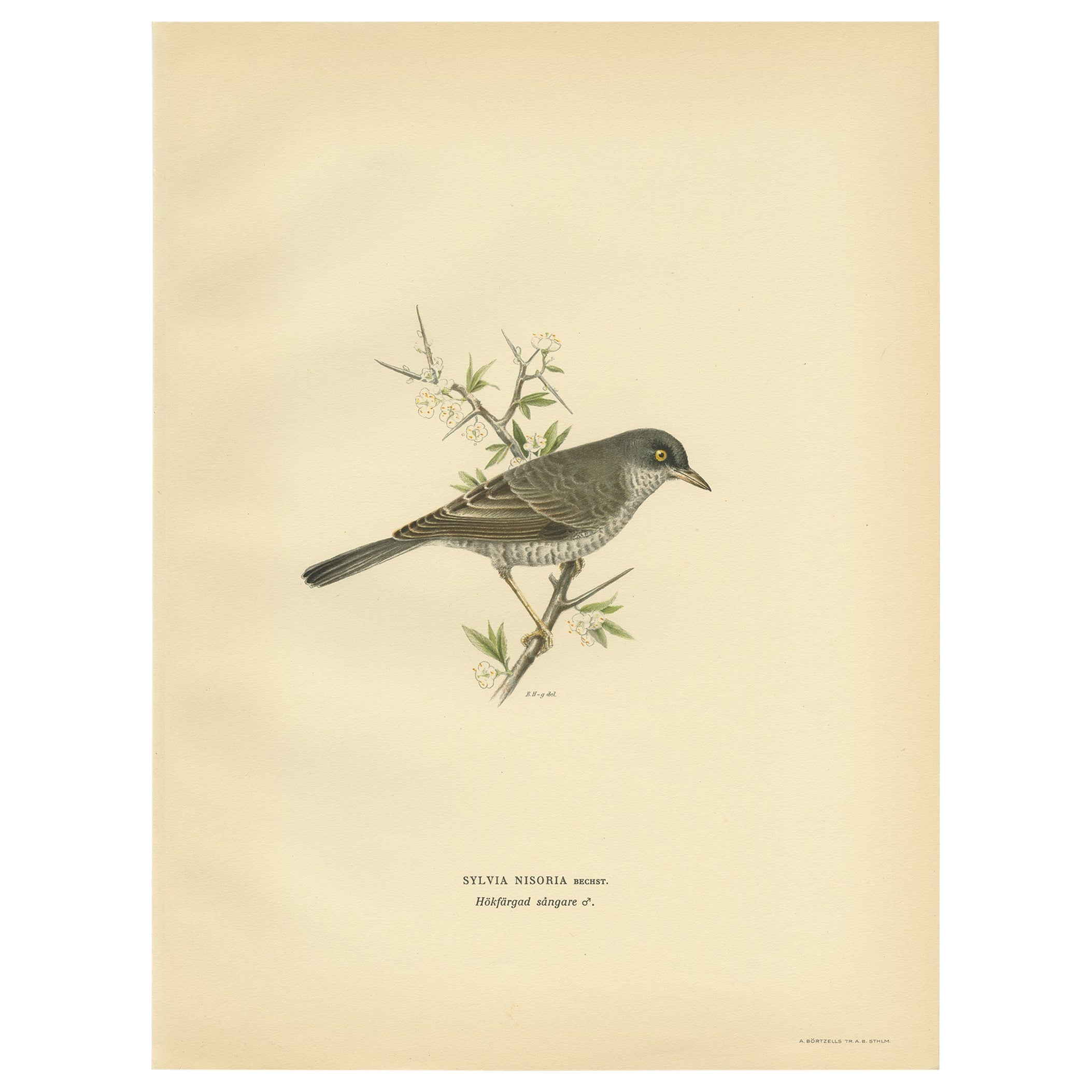 Gravure ancienne à l'oiseau intitulée 'Sylvia Antiques'. Ancienne gravure d'oiseau représentant la fauvette à tête rousse. 

Cette estampe est tirée de 