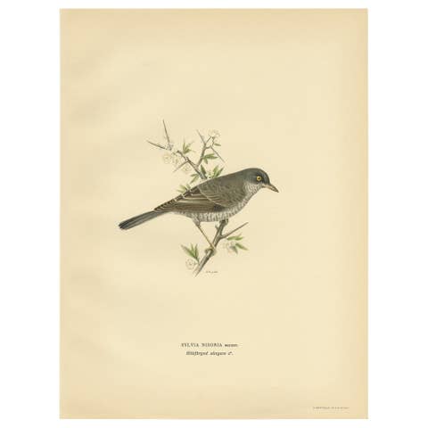 Old Bird Print Named the Barred Warbler, 1927