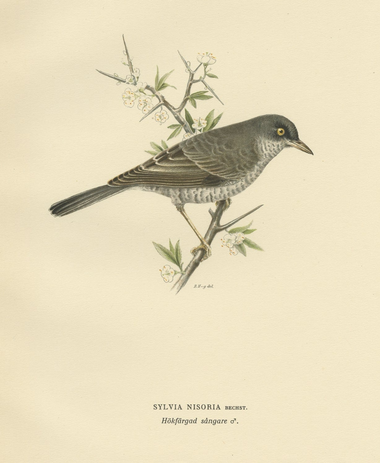 Old Bird Print Named the Barred Warbler, 1927 For Sale