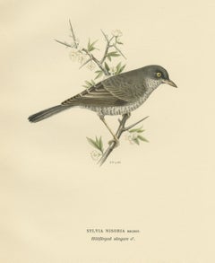 Ancienne estampe d'oiseaux nommée le Warbler baril, 1927