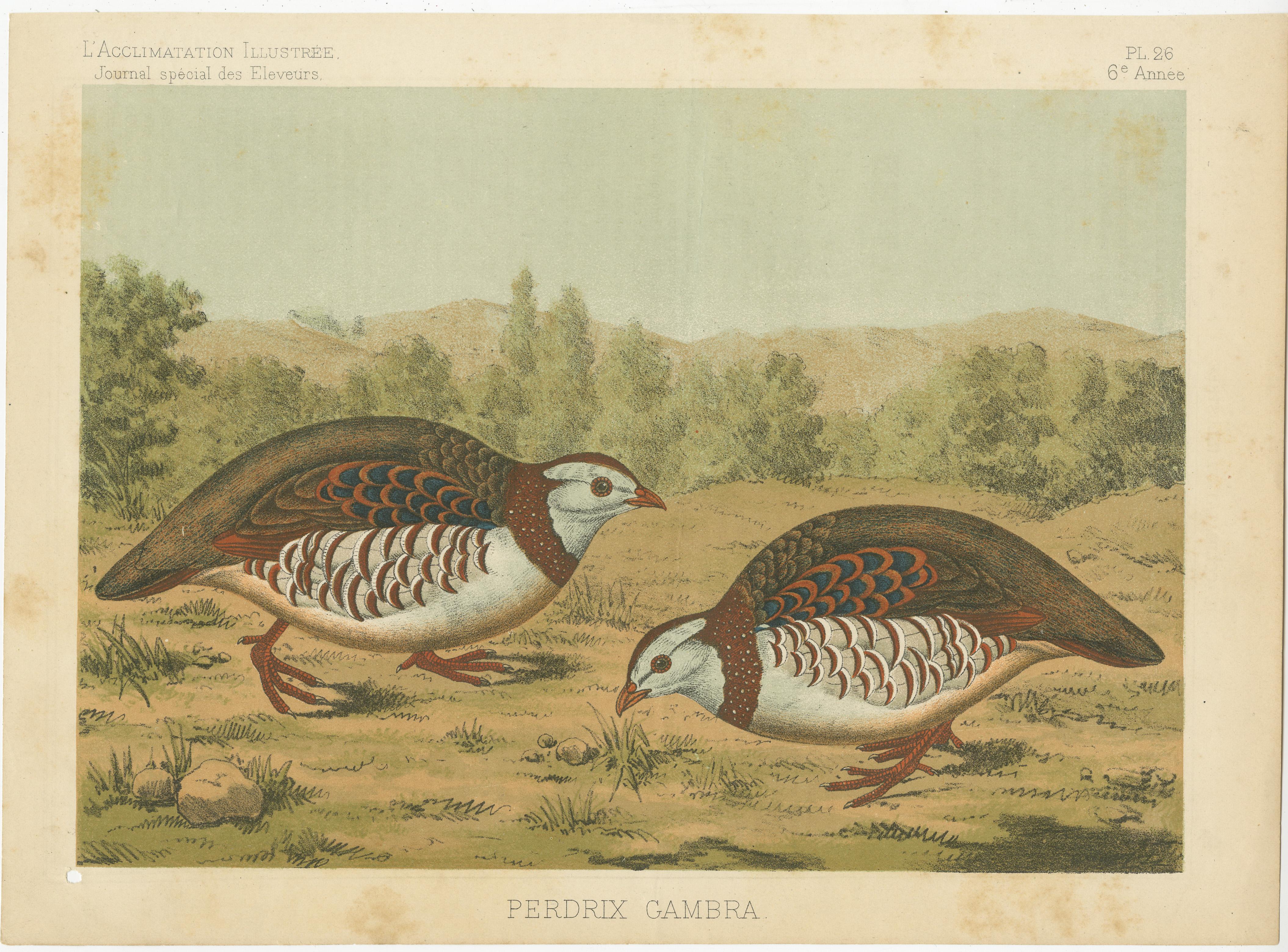 Antique print titled 'Perdrix Gambra'. Original old bird print of a Barbary partridge. The Barbary partridge (Alectoris barbara) is a gamebird in the pheasant family (Phasianidae) of the order Galliformes. This print originates from 'L'acclimatation