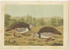 Original Old Bird Print of a Barbary Partridge