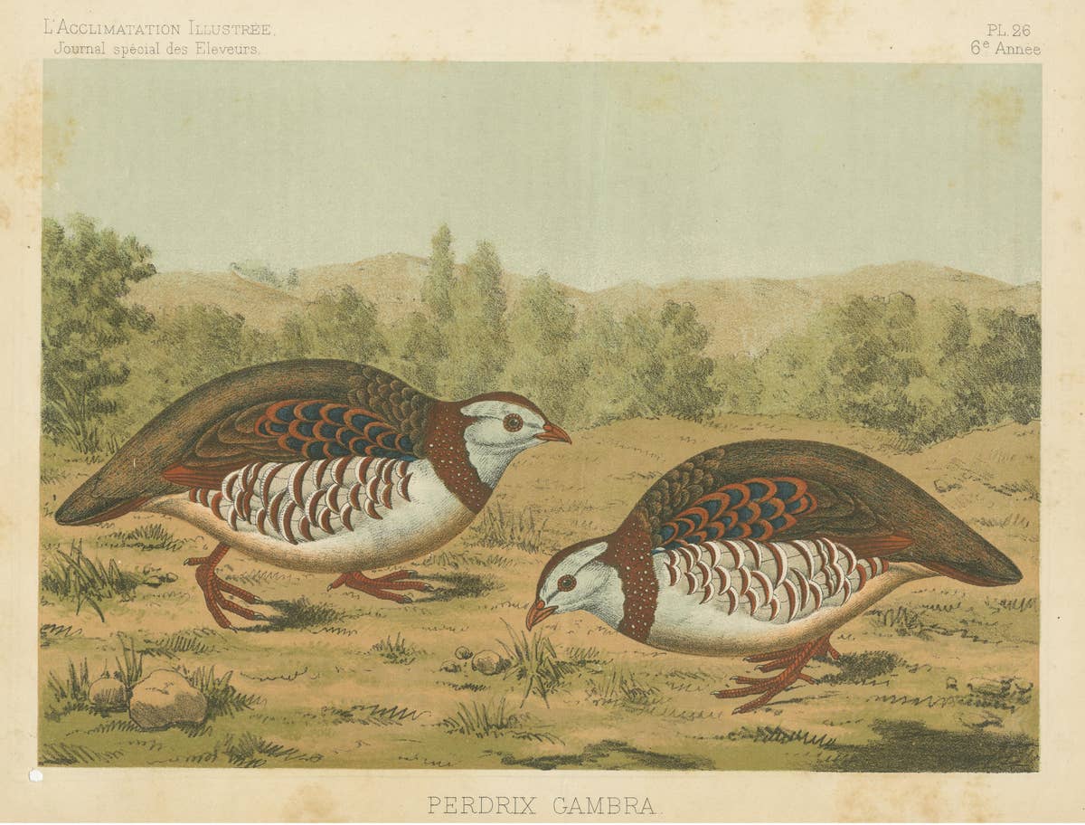 Original Old Bird Print of a Barbary Partridge