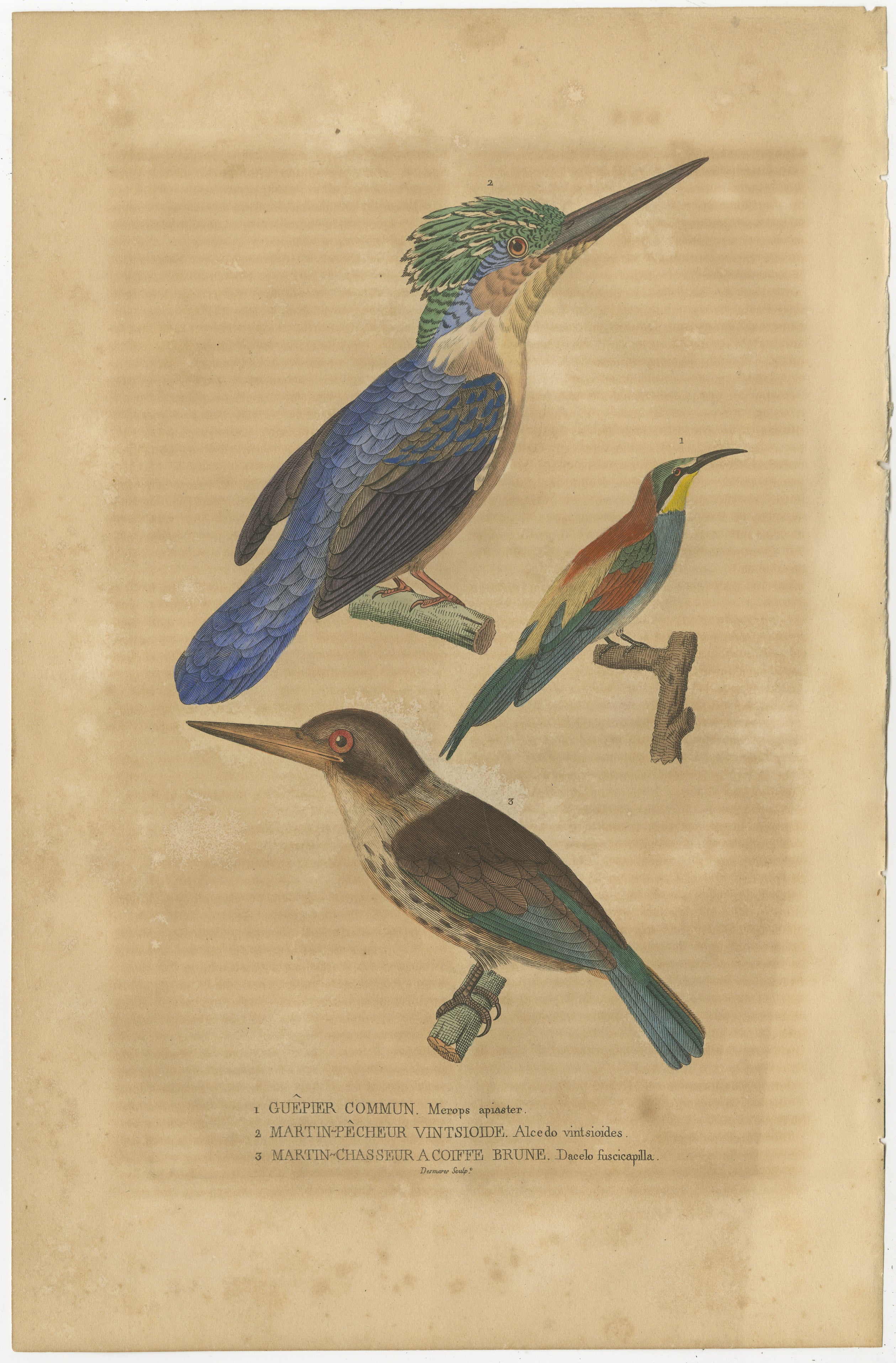 The translations of the bird names from French to English are as follows:

Guepier Commun - European Bee-Eater
Martin-Pêcheur Vintsioides - Common Kingfisher
Martin-chasseur à coiffe brune - Brown-hooded Kingfisher

The hand-colored print presents a