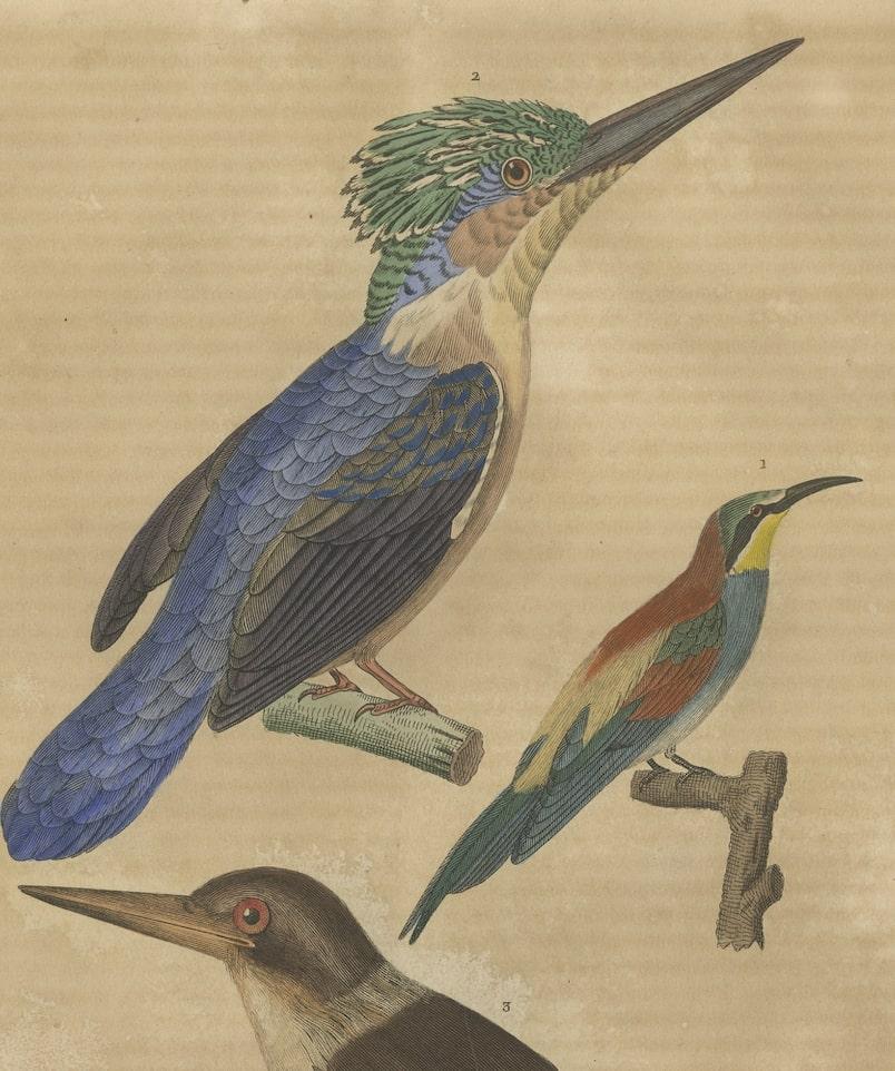 Old Bird Print of a Bee-Eater, a Common Kingfisher and a Brown-hooded Kingfisher In Fair Condition In Langweer, NL