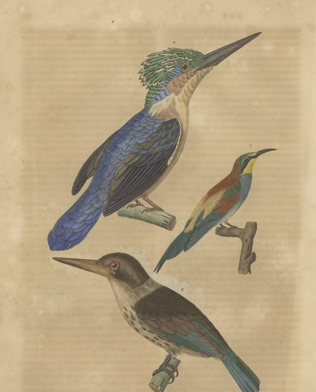 Mid-19th Century Old Bird Print of a Bee-Eater, a Common Kingfisher and a Brown-hooded Kingfisher