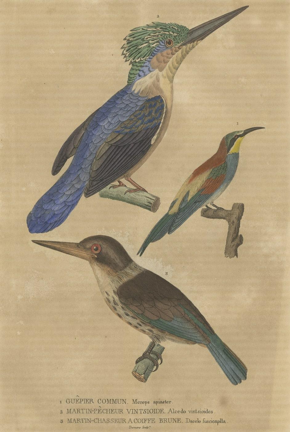 Paper Old Bird Print of a Bee-Eater, a Common Kingfisher and a Brown-hooded Kingfisher