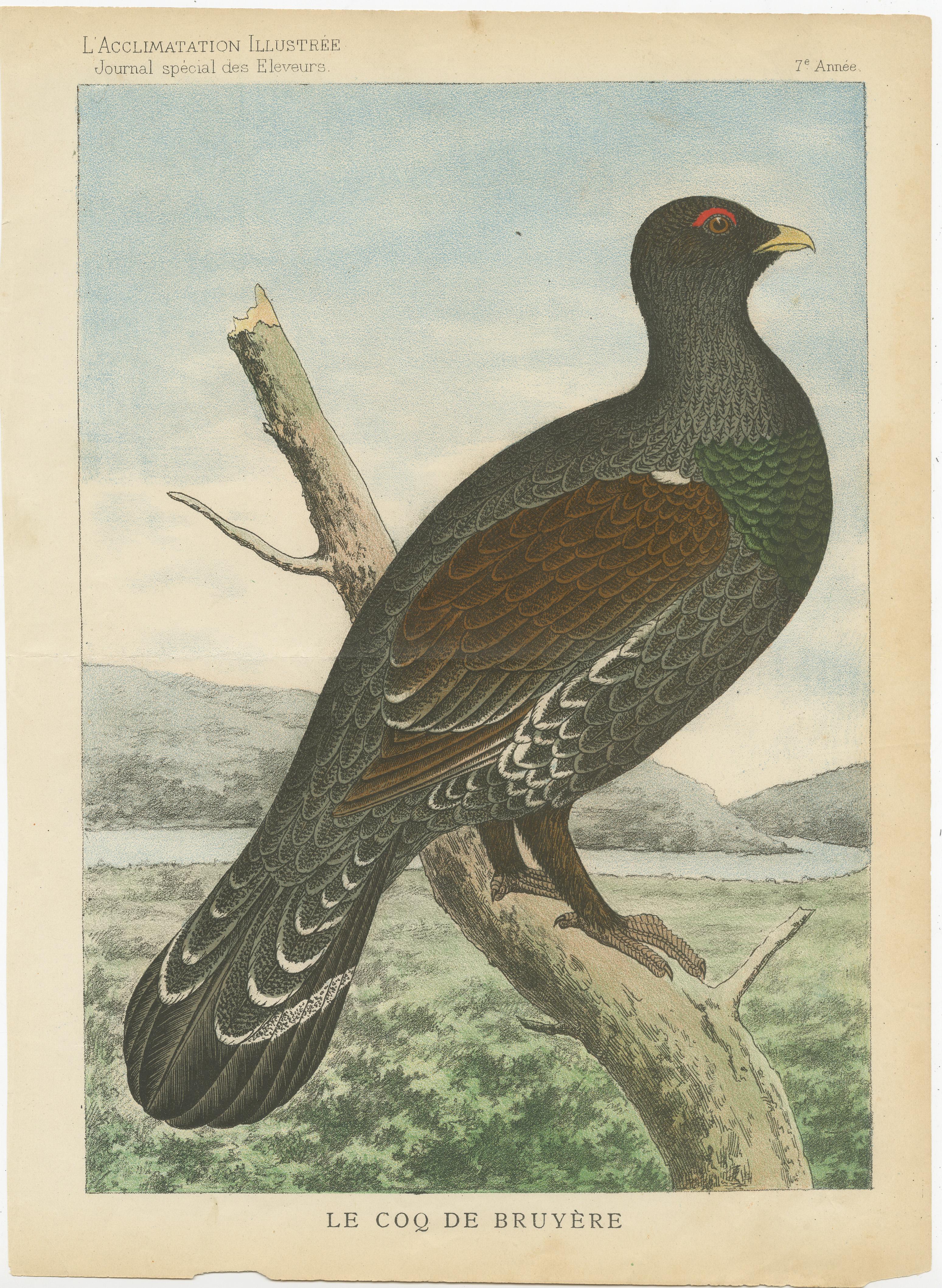 Antique print titled 'Le Coq de Bruyère'. Original old bird print of a black grouse. This print originates from 'L'acclimatation Illustrée. Journal special des éleveurs' published, circa 1885.