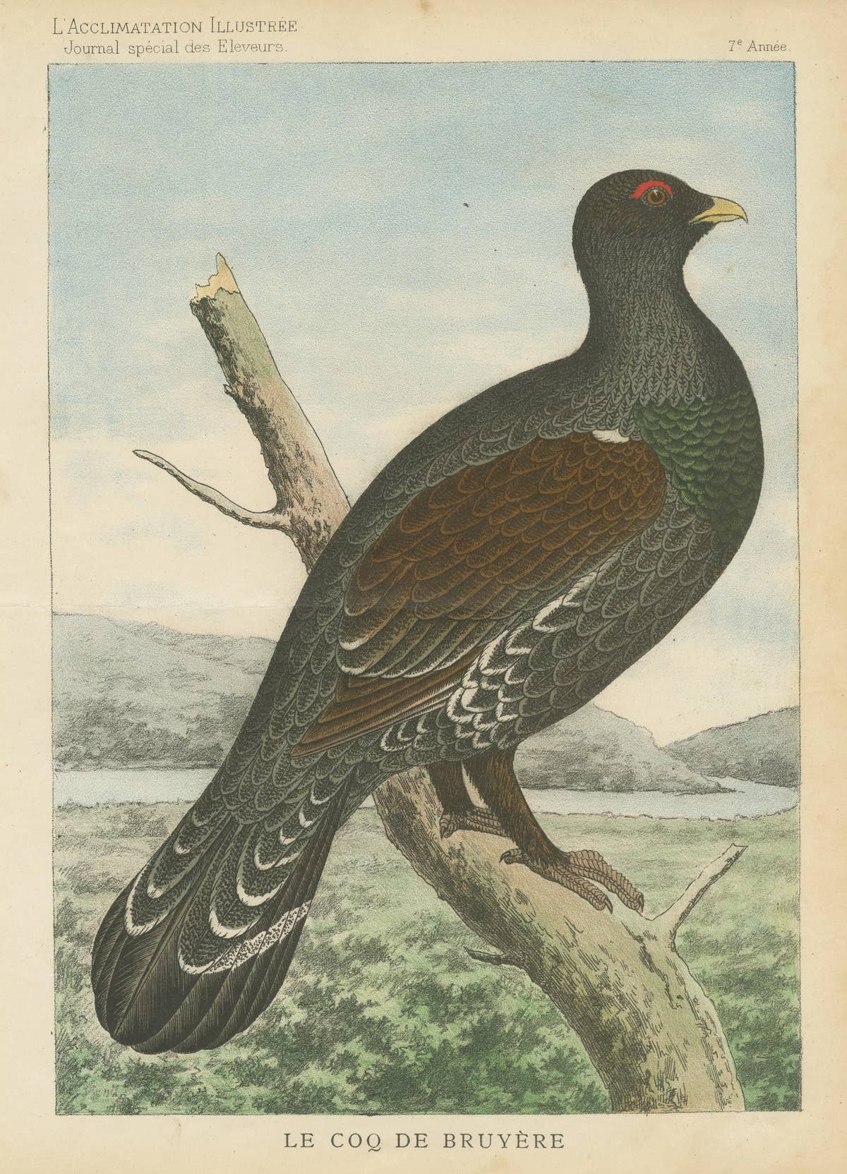 Old Bird Print of a Black Grouse