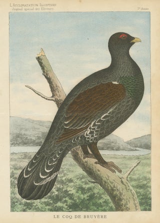 Old Bird Print of a Black Grouse, view 3