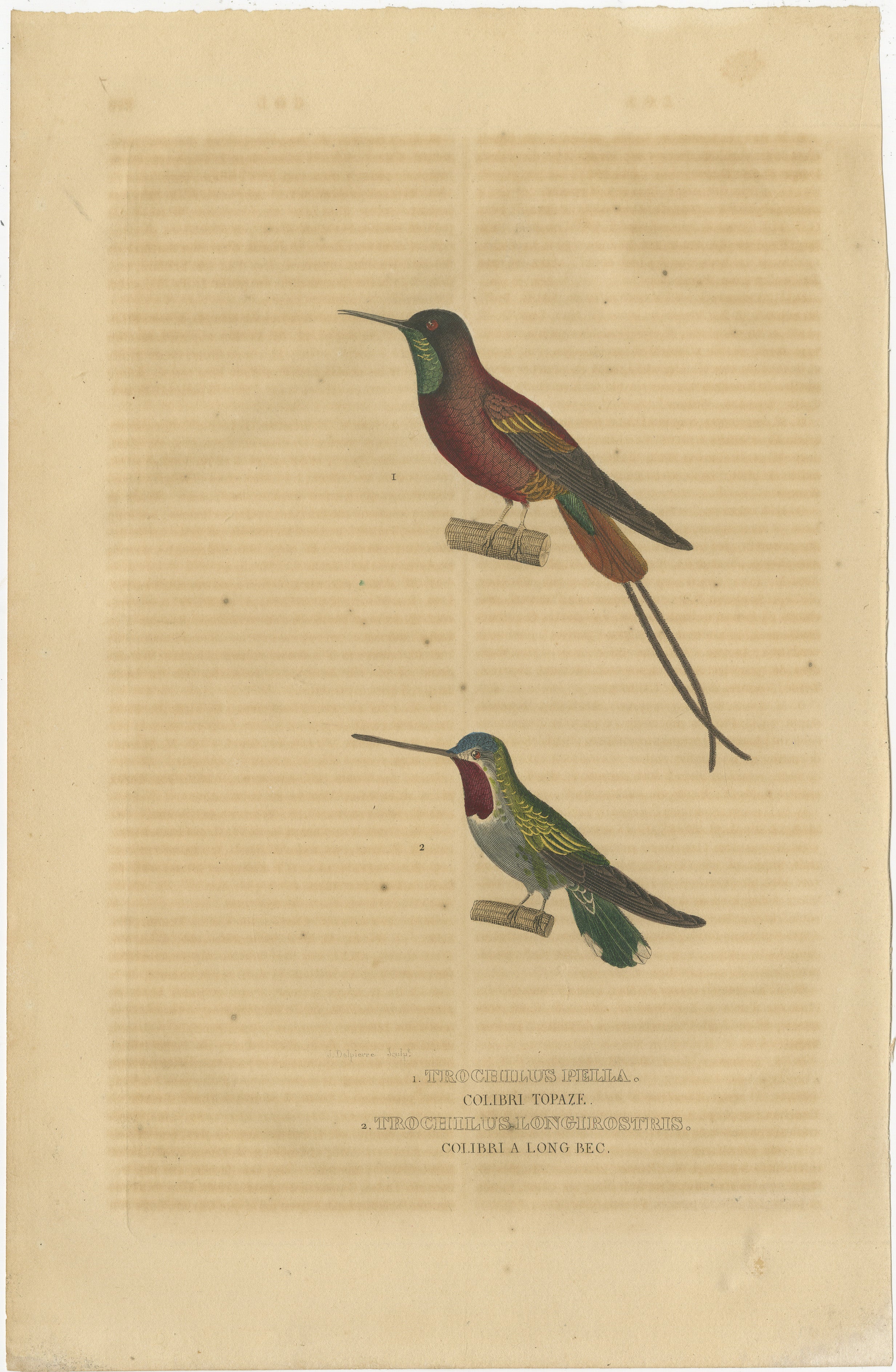 Title: ‘1. TROCHILUS PELLA – COLIBRI TOPAZE, 2. TROCHILUS LONGIROSTRIS – COLIBRI A LONG BEC.”

– Translation: 1. Crimson Topaz, hummingbird, 2. Long-billed Starthroat, hummingbird.

Engraving with original hand colouring, heightened with arabic gum