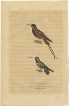 Old Bird Print of a Crimson Topaz and a Long-billed Starthroat Hummingbird, 1845