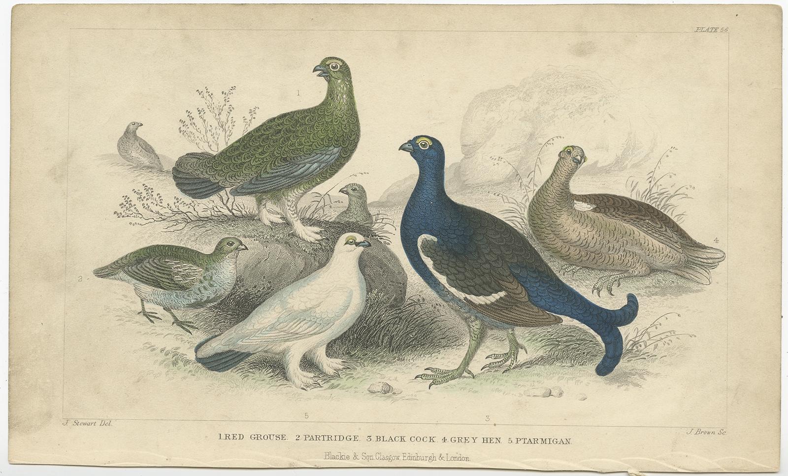 Antique bird print titled '1. Red Grouse 2. Partridge 3. Black Cock 4. Grey Hen 5. Ptarmigan'. Several types of game bird; from left to right, a partridge, red grouse, ptarmigan, black cock and grey hen. This print originates from 'A History of the