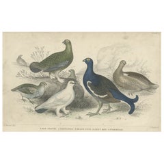 Old Bird Print of a Partridge, Red Grouse, Ptarmigan, Black Cock and a Hen, 1862