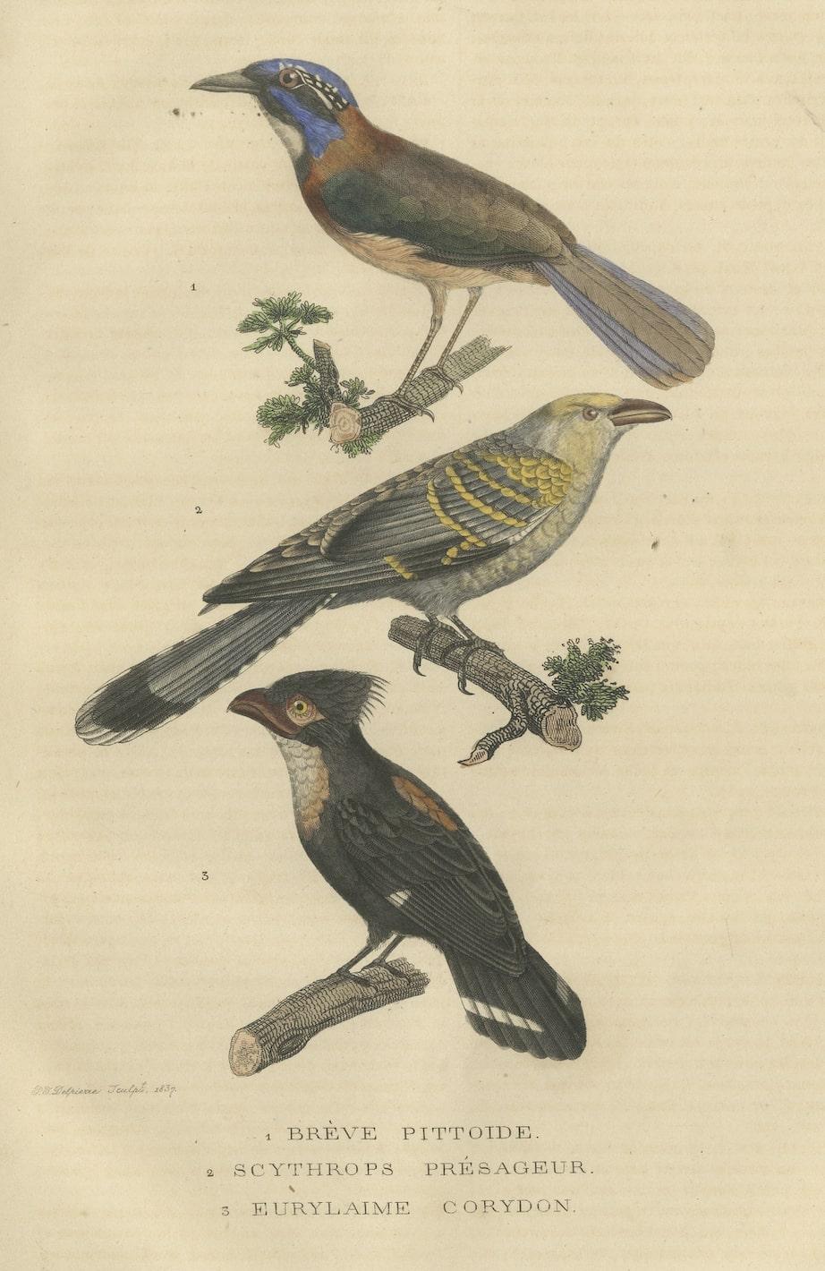 Old Bird Print of a Pitta Ground-roller, Channel-billed Cuckoo, Dusky Broadbill In Good Condition For Sale In Langweer, NL