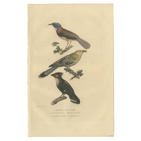 Old Bird Print of a Pitta Ground-roller, Channel-billed Cuckoo, Dusky Broadbill