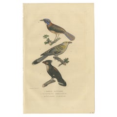 Stampa antica di un uccello Pitta Ground-roller, Channel-billed Cuckoo, Dusky Broadbill