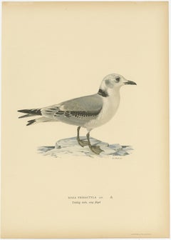Old Bird Print of Gull Named the Black-Legged Kittiwake, 1929