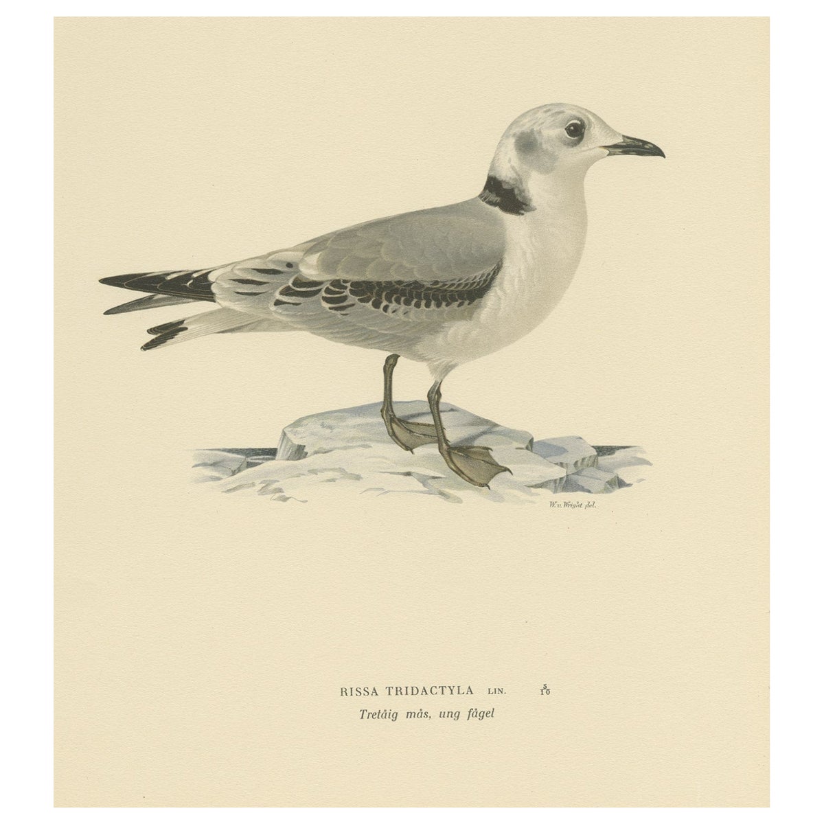 Altes Vogeldruck eines Gulles mit schwarzbesetztem Kittiwake, 1929