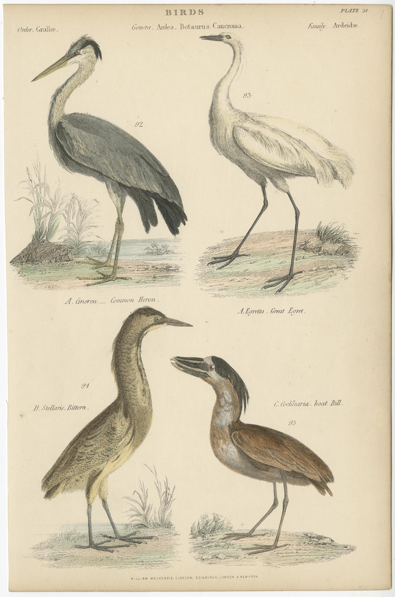 Impression ancienne d'oiseaux représentant le héron commun, la grande aigrette, le butor et le bec-de-boeuf. Cette gravure provient du 