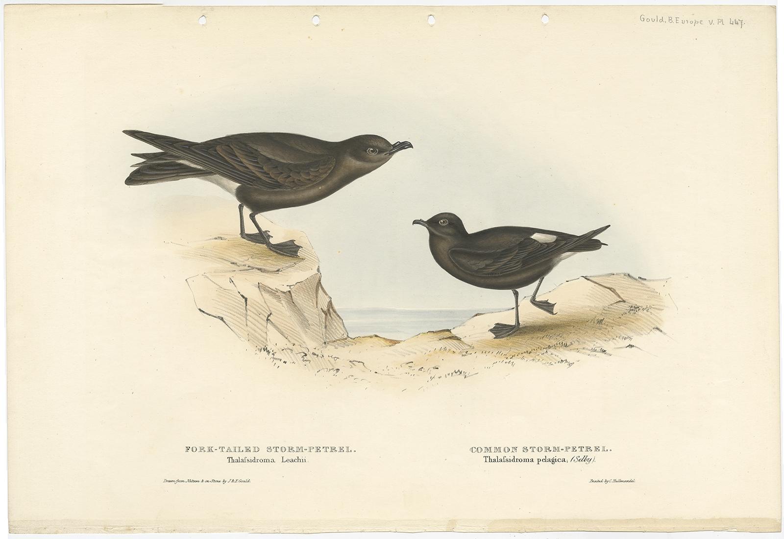 Antique bird print titled 'Fork-Tailed Storm-Petrel & Common Storm-Petrel'. 

Old bird print depicting the Fork-Tailed Storm-Petrel and Common Storm-Petrel. This print originates from 'Birds of Europe' by J. Gould (1832-1837).

Artists and