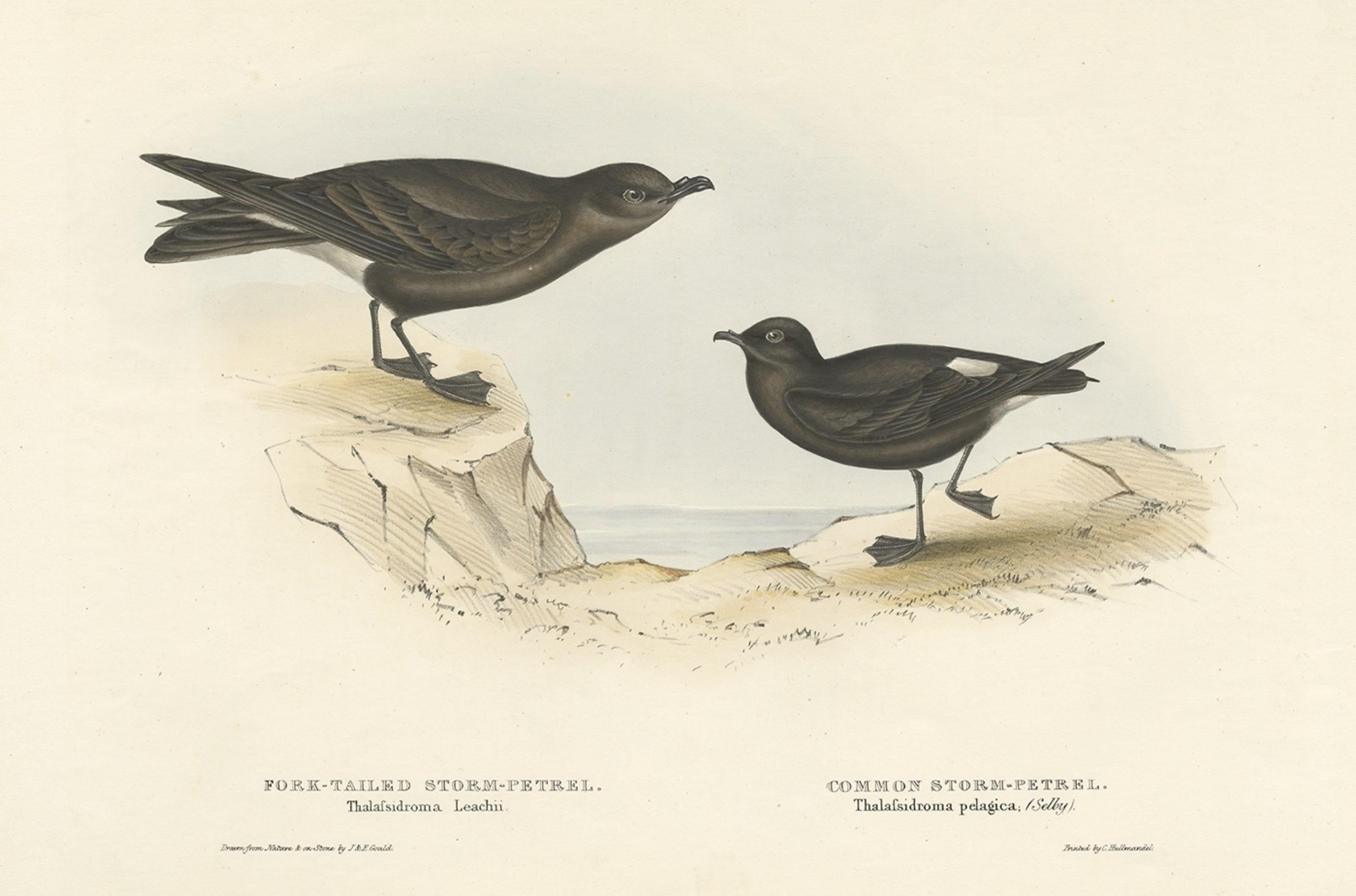 Old Bird Print of the Fork-Tailed Storm-Petrel and Common Storm-Petrel, 1832 In Good Condition For Sale In Langweer, NL