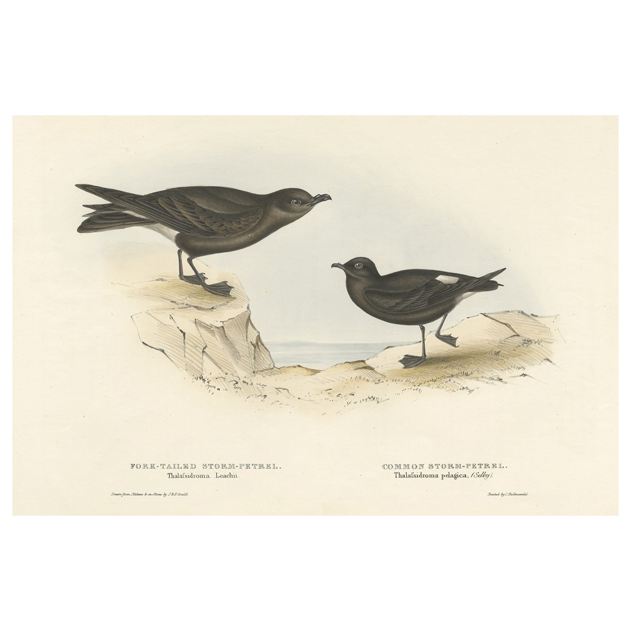 Ancienne gravure d'oiseau de l'océanite à queue fourchue et de l'océanite commune, 1832