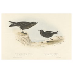 Ancienne gravure d'oiseau de l'océanite à queue fourchue et de l'océanite commune, 1832