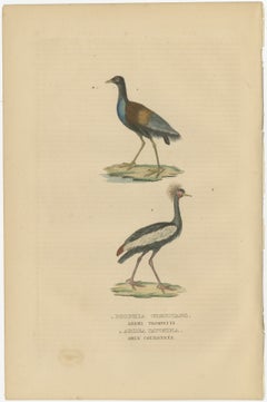 Old Bird Print of The Grey-winged Trumpeter and Black Crowned of Kaffir Crane