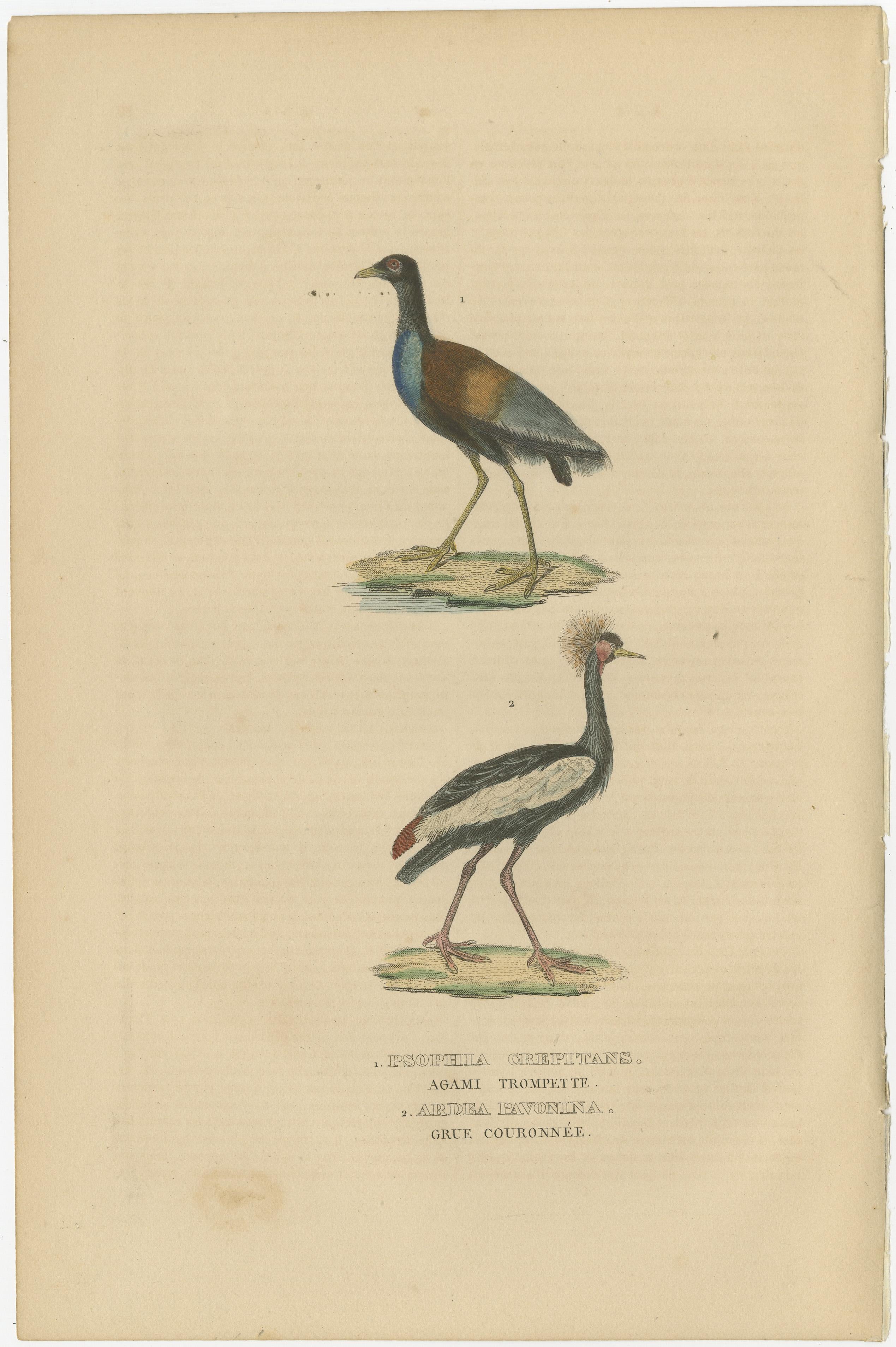 Old Bird Print of The Grey-winged Trumpeter and Black Crowned of Kaffir Crane In Good Condition For Sale In Langweer, NL