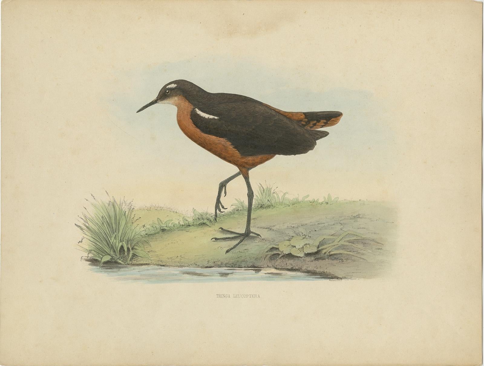 Antique print titled 'Tringa Leucoptera'. 

Old bird print of the Tahiti sandpiper or Tahitian sandpiper (Prosobonia leucoptera). This print originates from 'Bijdragen tot de Dierkunde' by G.F. Westerman. 

Artists and Engravers: Gerardus