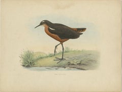 Old Bird Print of the Tahiti Sandpiper or Tahitian Sandpiper, 1854