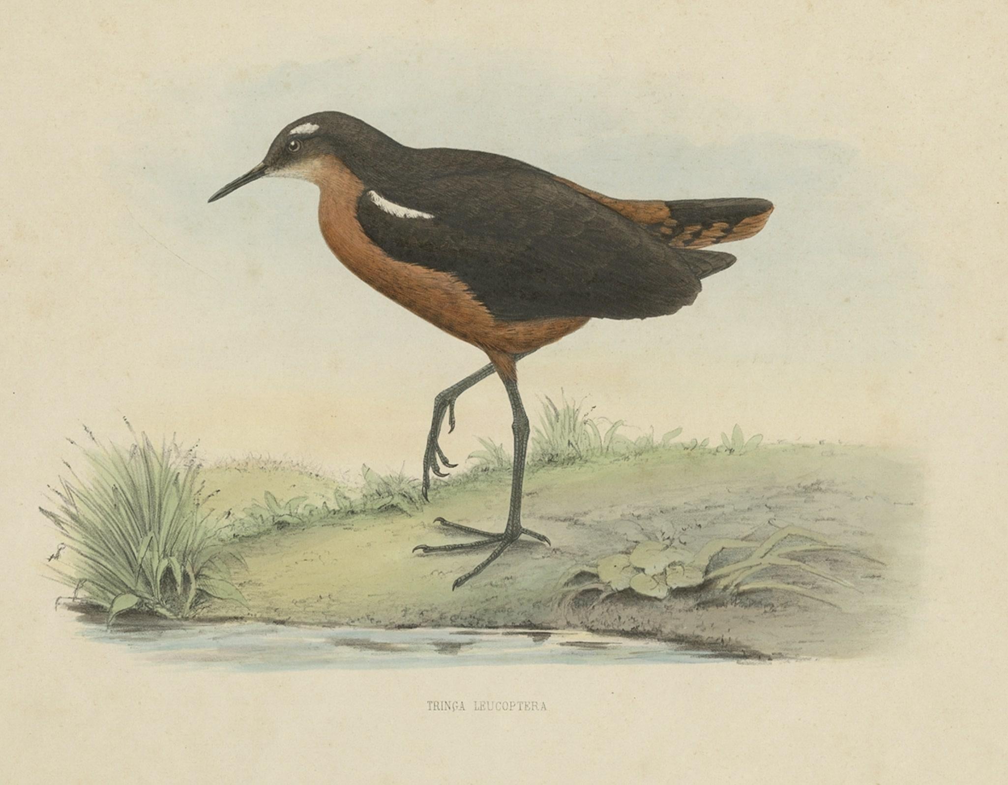 Old Bird Print of the Tahiti Sandpiper or Tahitian Sandpiper, 1854 In Good Condition For Sale In Langweer, NL