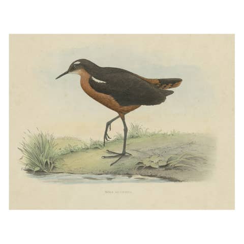 Old Bird Print of the Tahiti Sandpiper or Tahitian Sandpiper, 1854