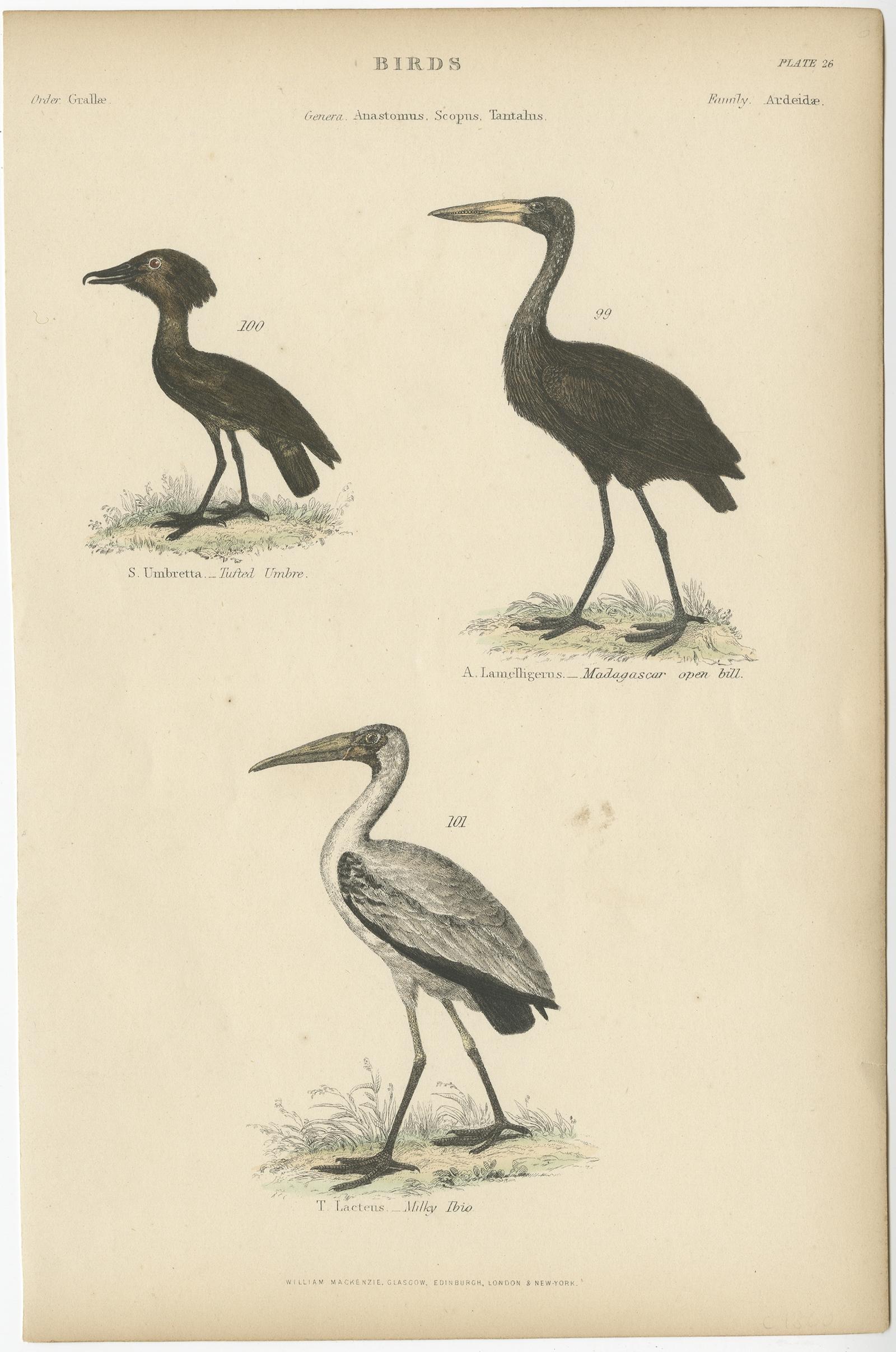 Antique bird print depicting the tufted umbre, Madagascar open bill and milky ibis. 

This print originates from 'Museum of Natural History' by Sir John Richardson.

Artists and Engravers: Published by William Mackenzie.
