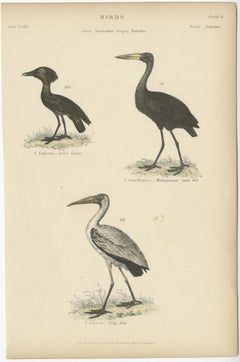 Old Bird Print of The Tufted Umbre, Madagascar Open Bill and Milky Ibis, c.1860