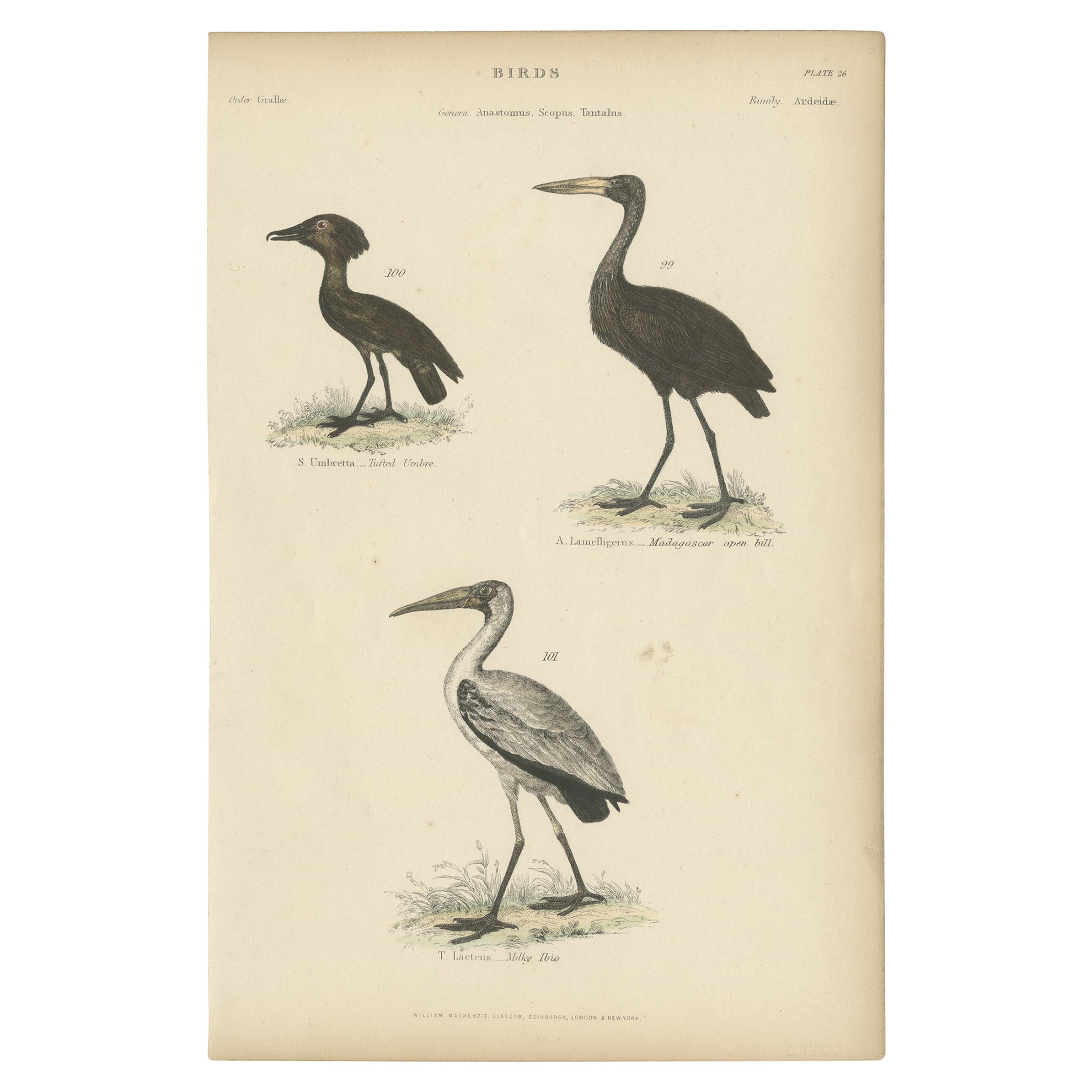 Old Bird Print of The Tufted Umbre, Madagascar Open Bill et Milky Ibis, c.1860 en vente
