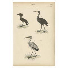 Grabado antiguo de pájaros del Umbre Moñudo, el Pico Abierto de Madagascar y el Ibis Lechoso, c.1860