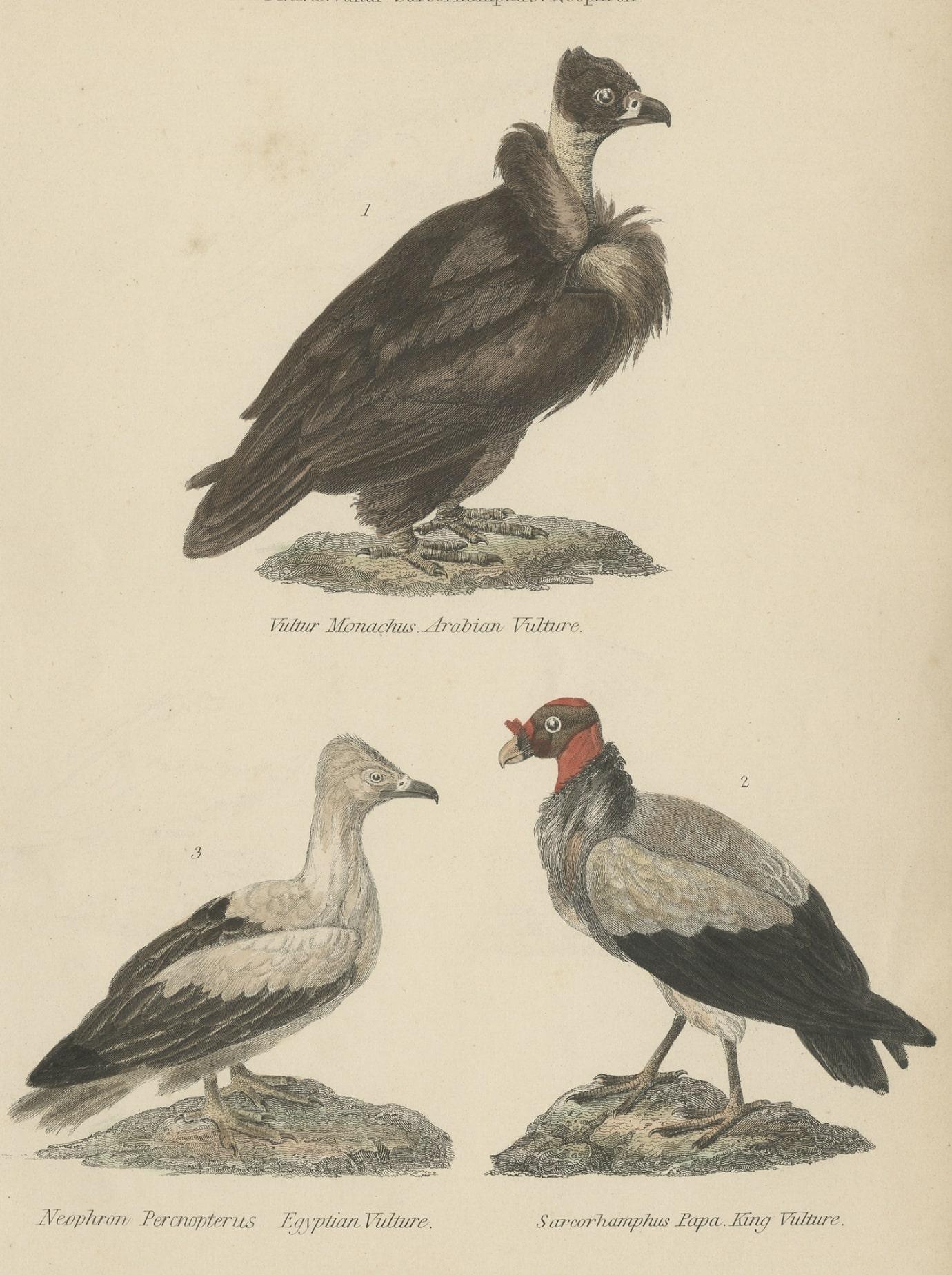 Antique bird print depicting the Arabian vulture, Egyptian vulture and king vulture. 

This print originates from 'Museum of Natural History' by Sir John Richardson.

Artists and Engravers: Published by William Mackenzie.

Condition: Very