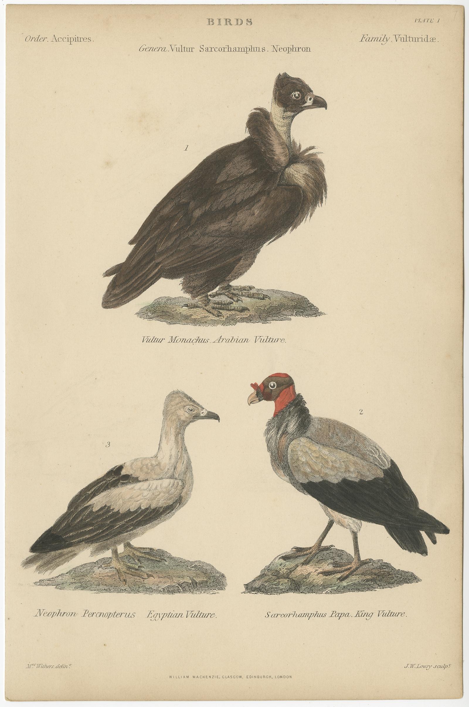 Old Bird Prints of The Arabian Vulture, Egyptian Vulture and King Vulture, c1860 In Good Condition For Sale In Langweer, NL